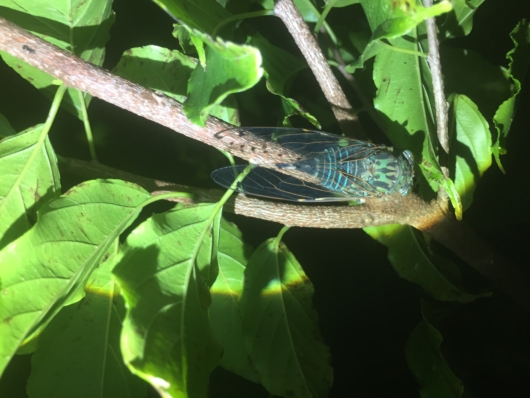 オオシマゼミ (大島蝉）学名：Meimuna. oshimensis (Matsumura, 1905