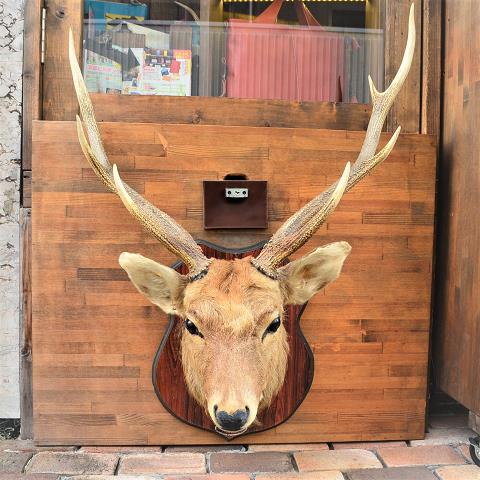 鹿の剥製登場！！ - 創作鞄槌井