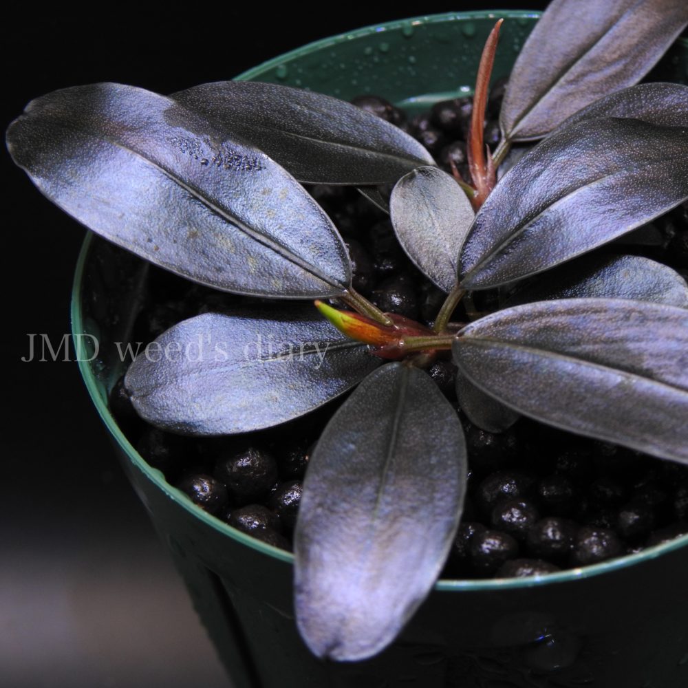 ブセファランドラ sp.スーパー パープルBucephalandra sp.super purple