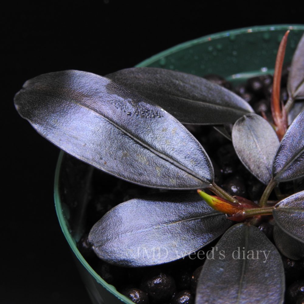 ブセファランドラ sp.スーパー パープルBucephalandra sp.super purple