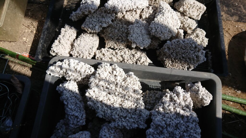 人工ライブロックを作ってみた-アク抜き編 | Nの適当ブログ