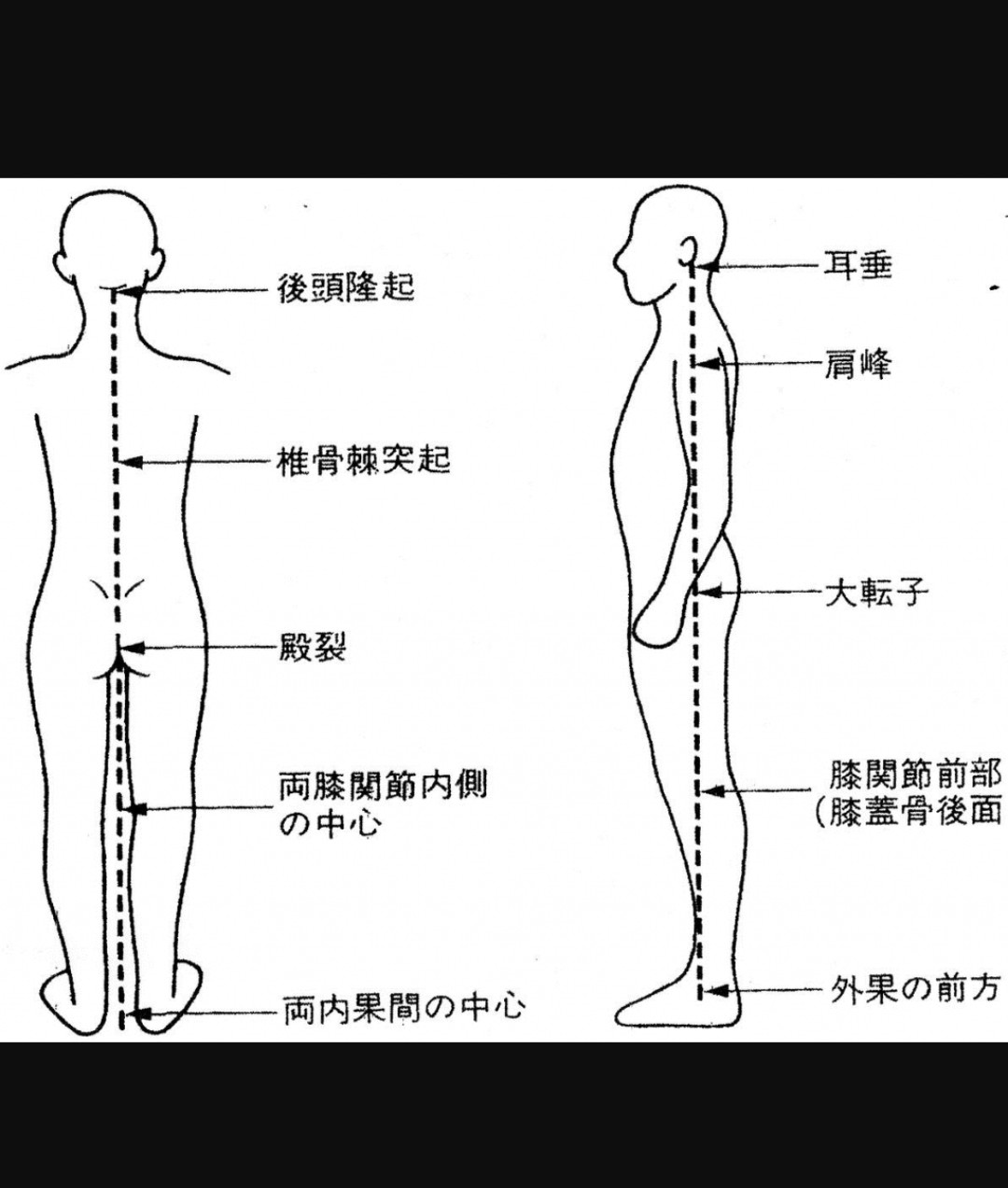 柔道整復師 重心線 姿勢分析 筋膜リリース アナトミートレイン