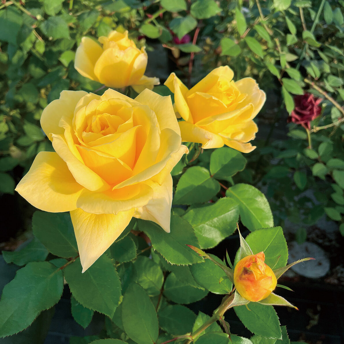 作家物・草野一騎 薔薇咲き誇る振袖×大胆アート構図／イエロー地×華麗