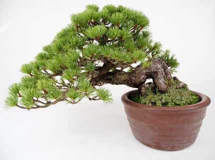 2207-1101 | 北関東盆栽組合