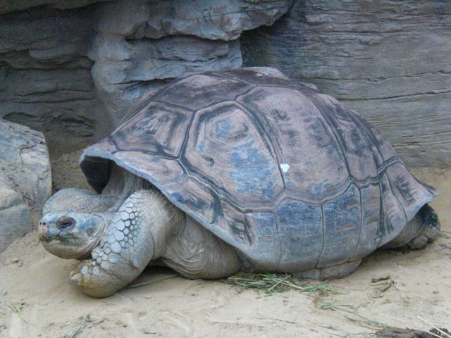 象亀(ゾウガメ)とは？ 意味や使い方 - コトバンク