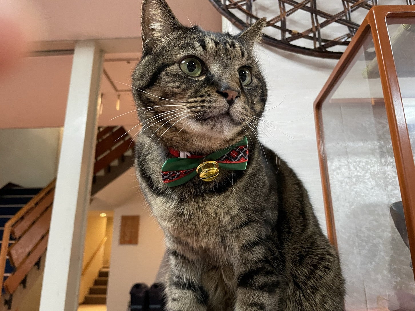 宿の看板猫ランキング2024。2年連続トップは「おもち」くん！ ドライブ