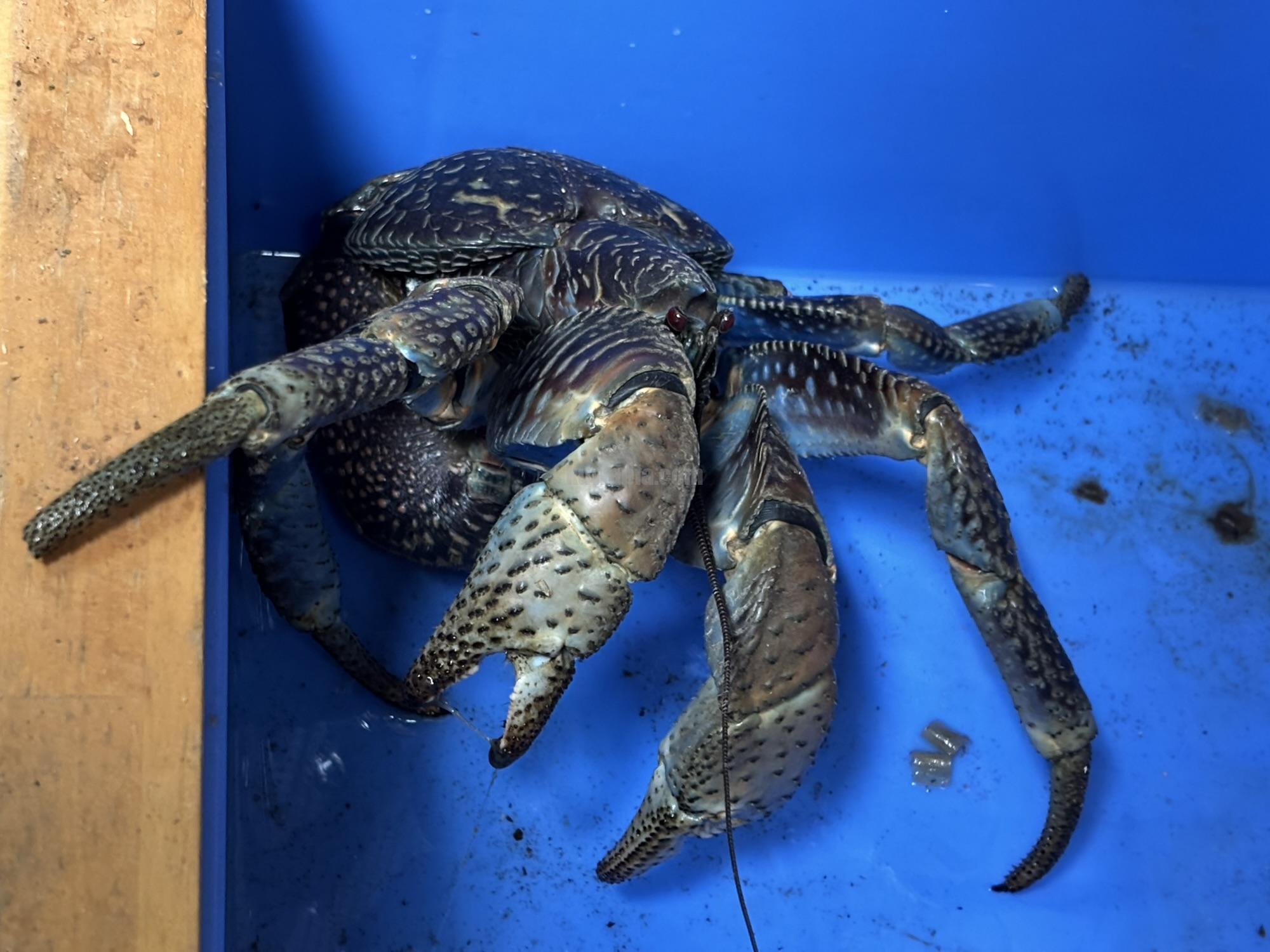 ヤシガニ | くわかぶプラネット