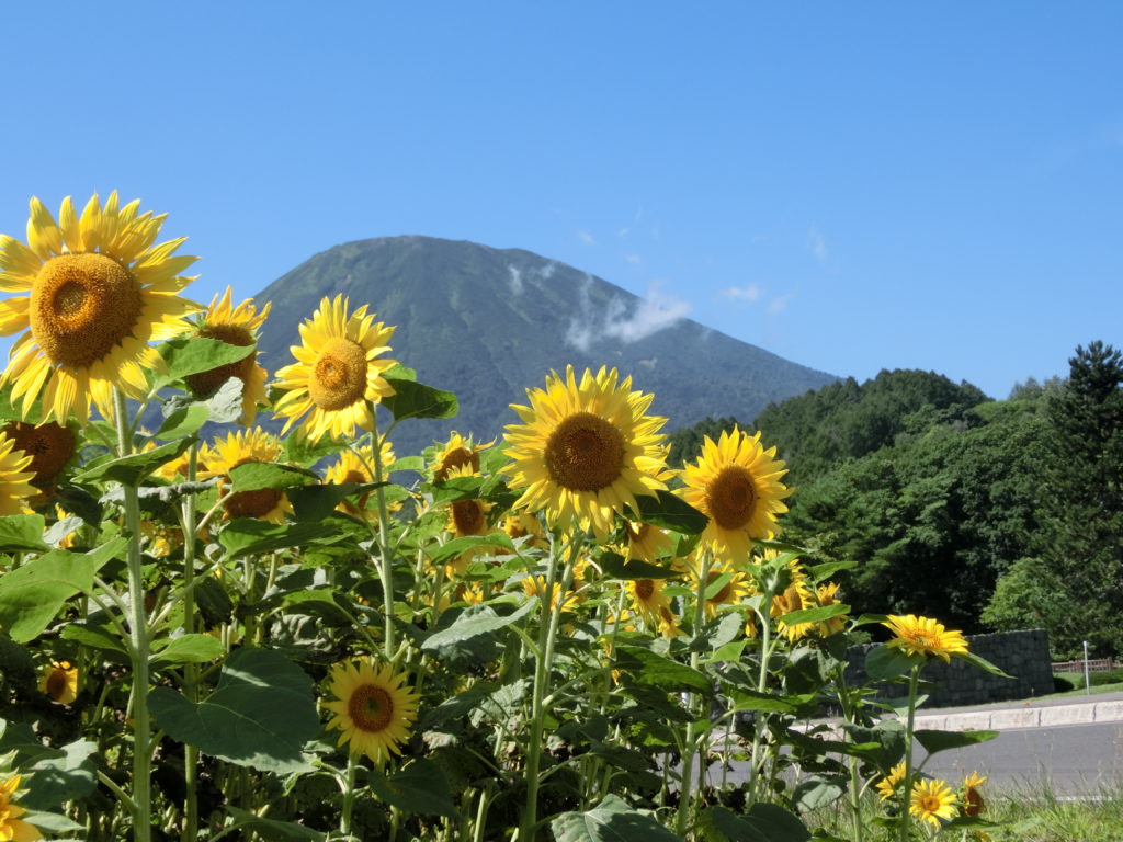 ひまわり | 京極町観光協会