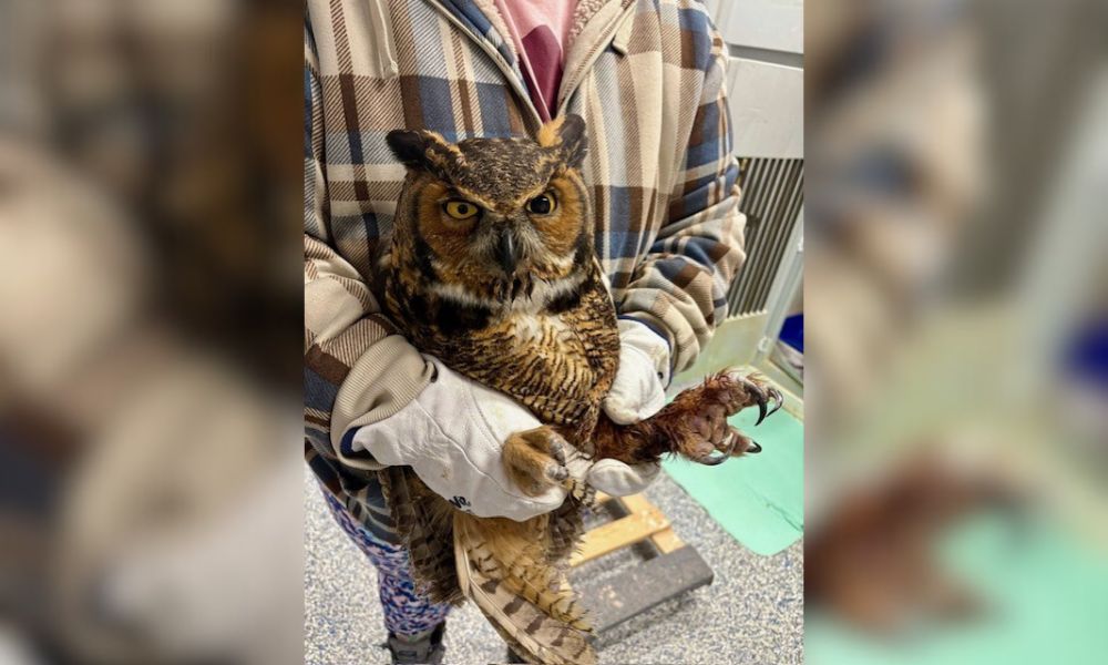SIGN: Justice for Critically Injured Owl Found Zip-Tied and Dumped
