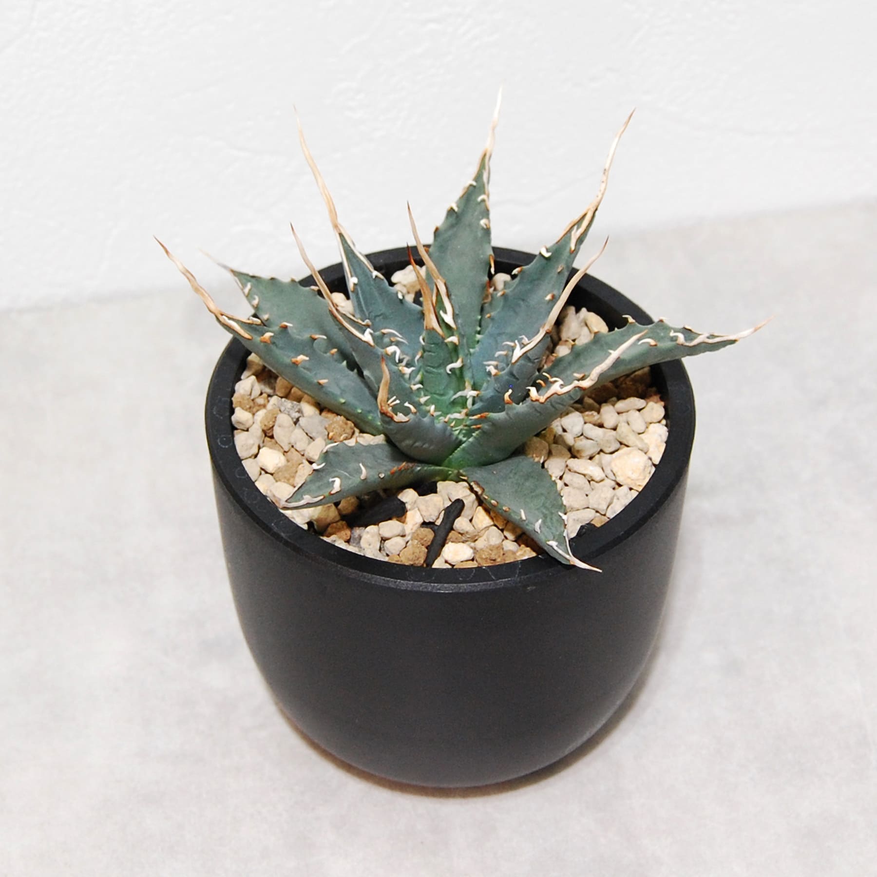 アガベ ユタエンシス エボリスピナ 実生 陽炎選抜 016 – linkplants