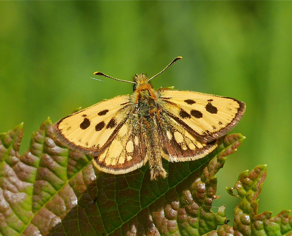 北海道で蝶(5) カラフトタカネキマダラセセリ : 今日の一枚 しばたのブログ