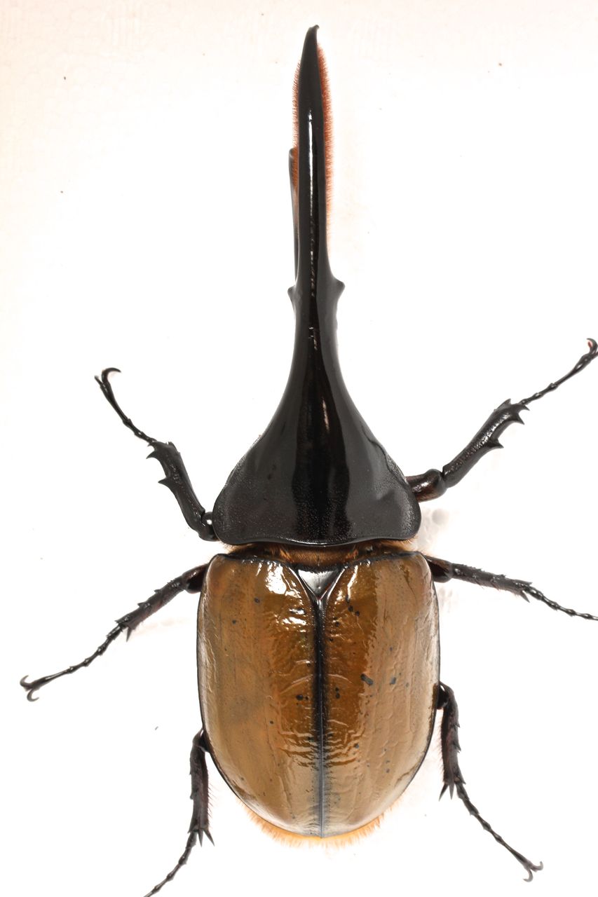 ヘラクレスリッキー飼育記 羽化 : オオカブトの部屋