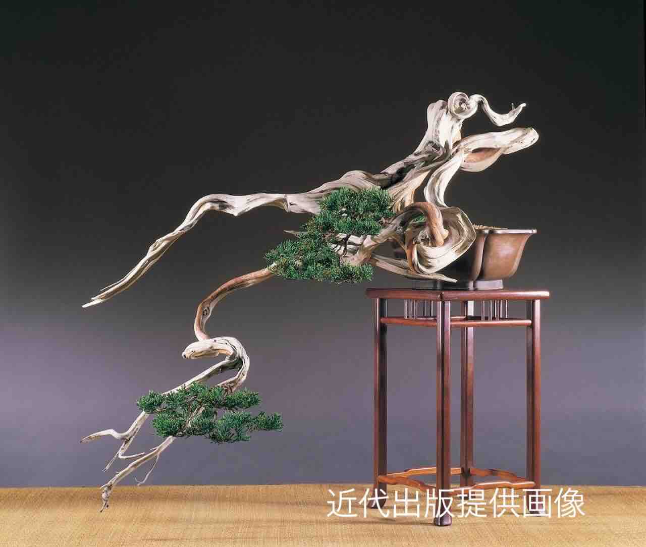 木村正彦先生・現代盆栽のエポック、真柏『遊』30年ぶりに先生の庭に