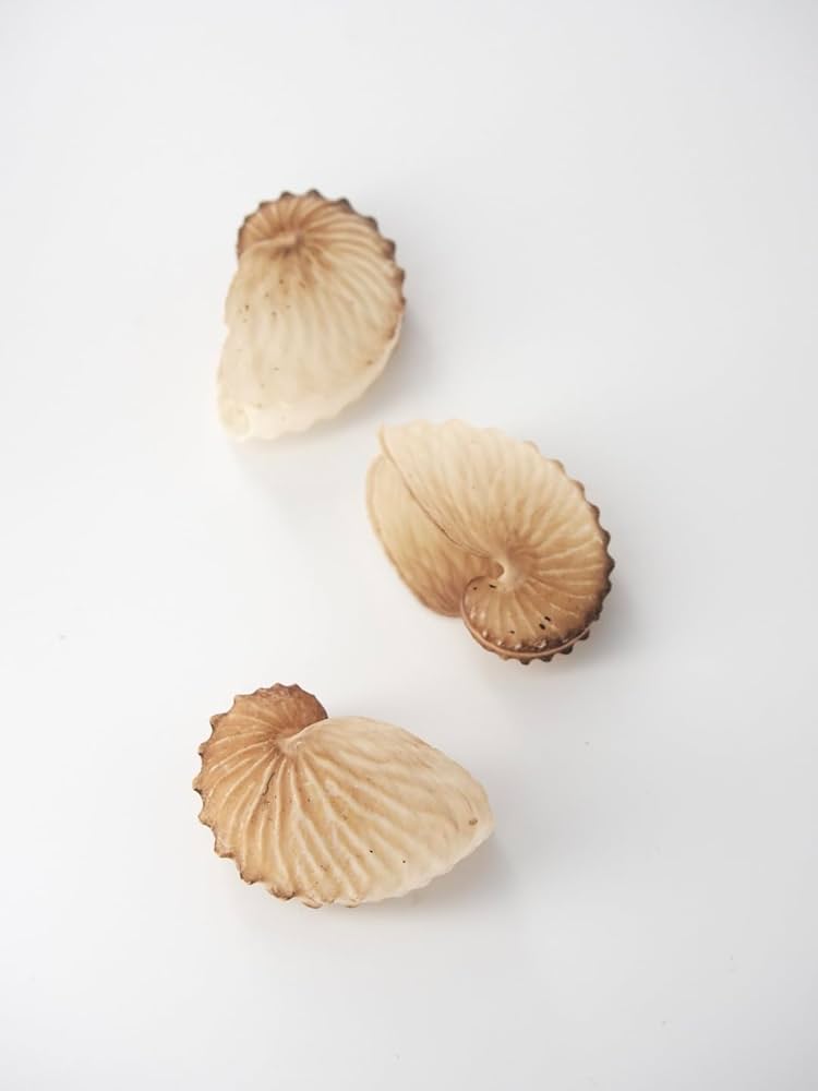 Amazon.co.jp: 【貝殻の問屋さん】タコブネ【4cm前後/1個】貝 シェル