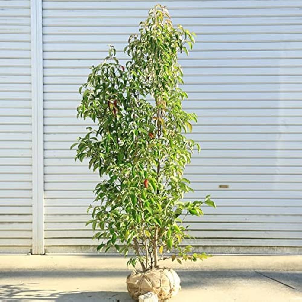 Amazon | 庭木：常緑ヤマボウシ（ホンコンエンシス・月光）株立ち（2-5