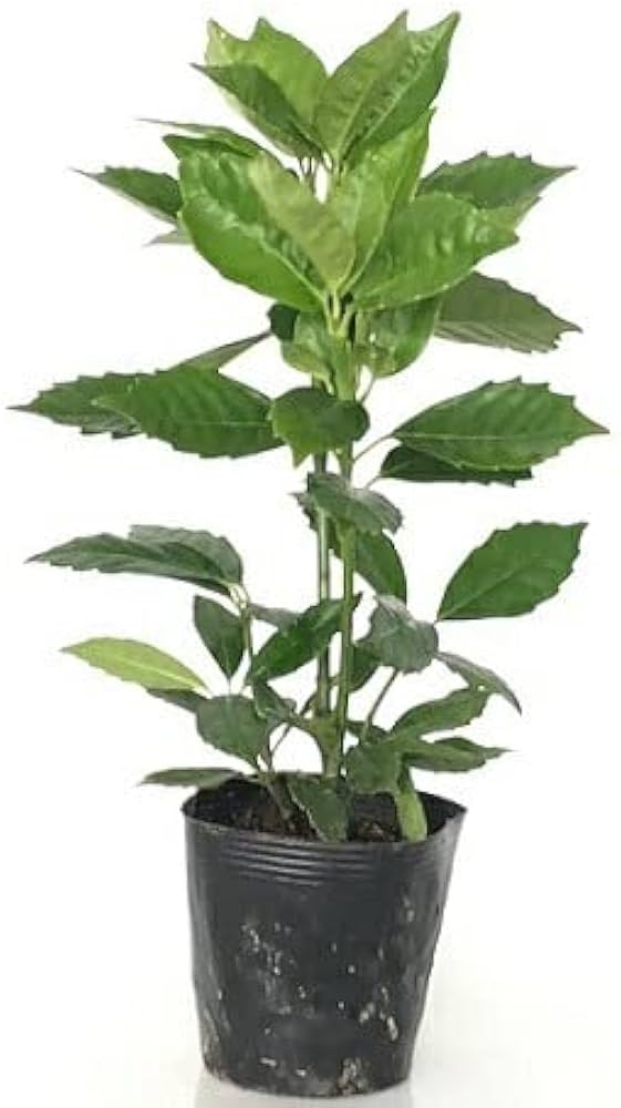 Amazon.co.jp: アオキ（アオアオキ クロアオキ） 樹高0.4m前後 15cm