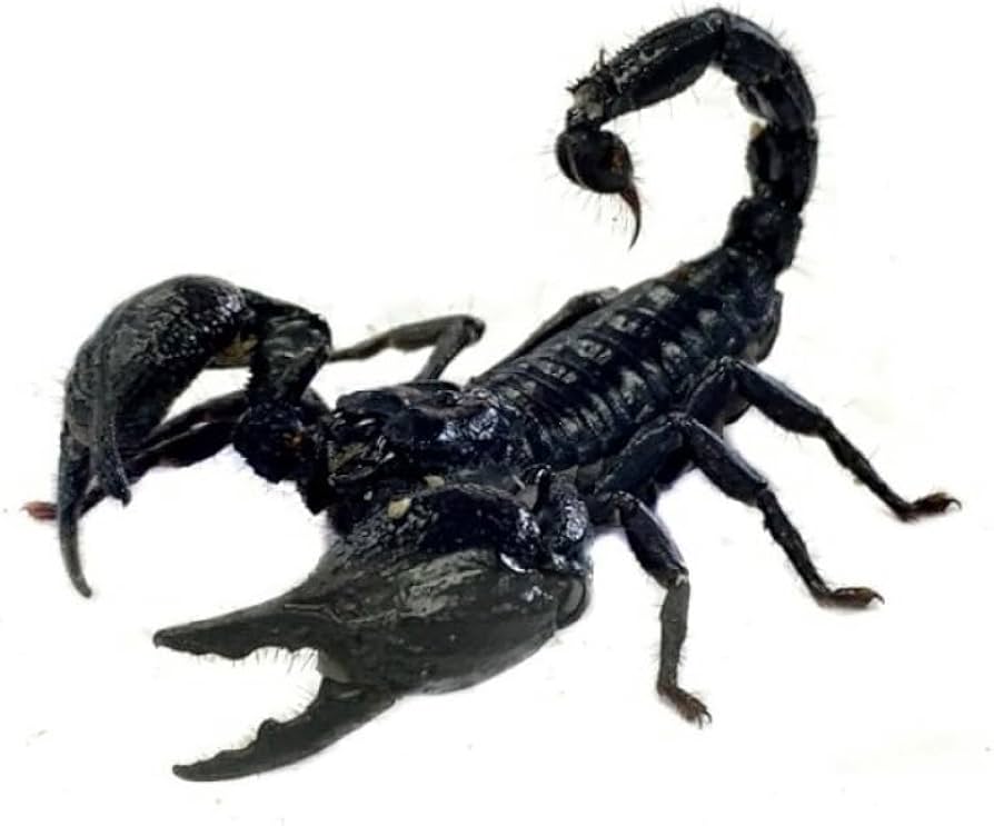 Amazon | アジアンフォレストスコーピオン 全長約4cm1匹！！ムカデ