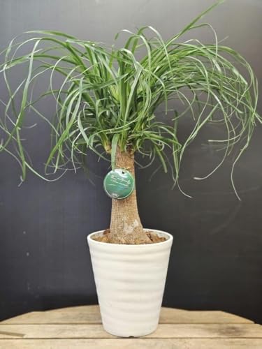 トックリラン 観葉植物」の人気商品一覧 | 安い商品を通販サイトから