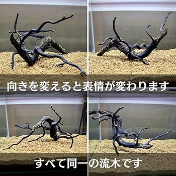 Amazon | アク抜き済み枝流木 45cm水槽用 沈水確認 あく抜き済み