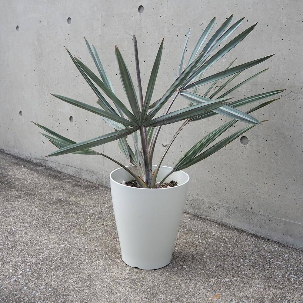 Amazon.co.jp: Bismarckia Nobilis Silver No. 7 [Choose from