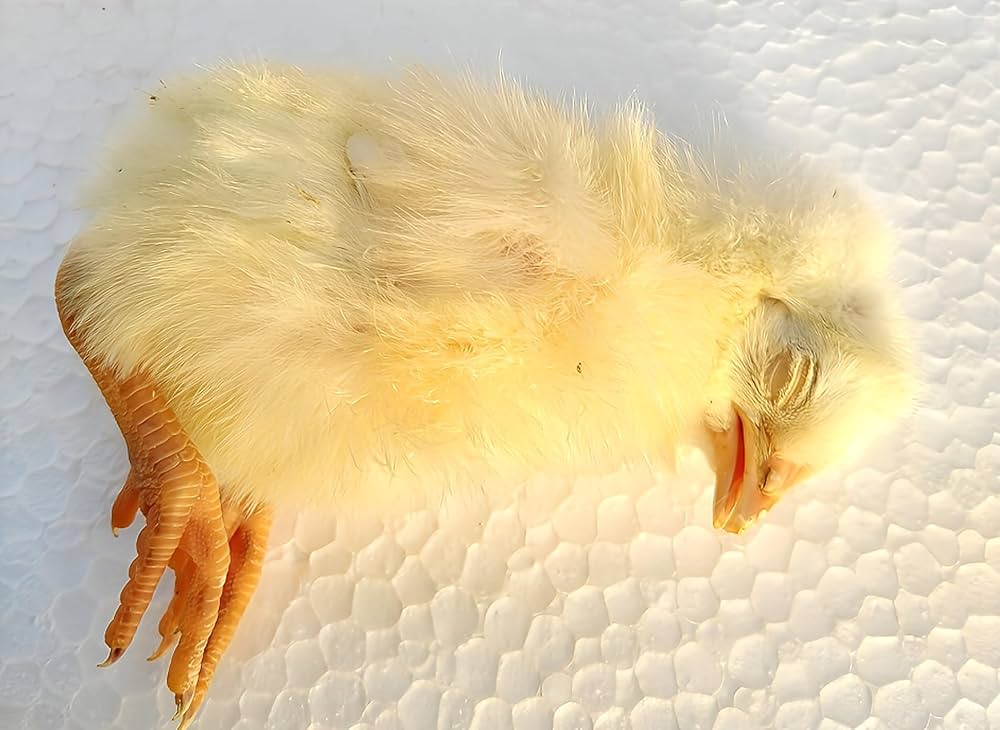 冷凍親ウズラ60羽爬虫類・猛禽類 【公式通販】