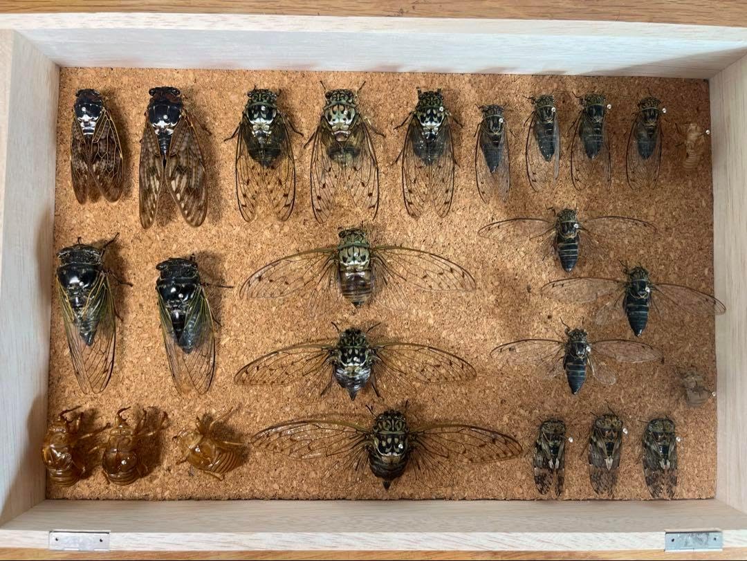 ジ*ン様 昆虫標本 30匹 タマムシ ジ*ン様 昆虫標本 30匹 タマムシ ジ