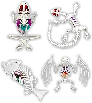 71i4cRJUl0L._AC_UF350,