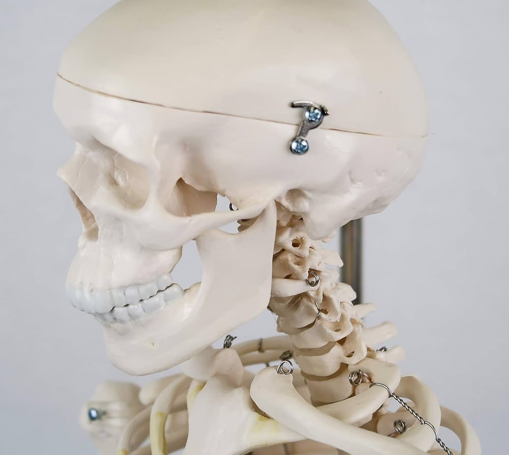 Amazon.co.jp: ミニ全身骨格模型 - ショーティー・1/2縮尺型全身骨格