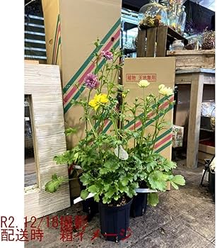 Amazon.co.jp: ラナンキュラス ラックス ハデス 開花株 5号鉢 苗 : DIY