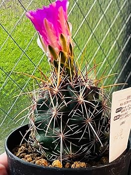 Amazon.co.jp: もうすぐピンク花咲きます蕾付き和光丸 丸サボテン 抜き