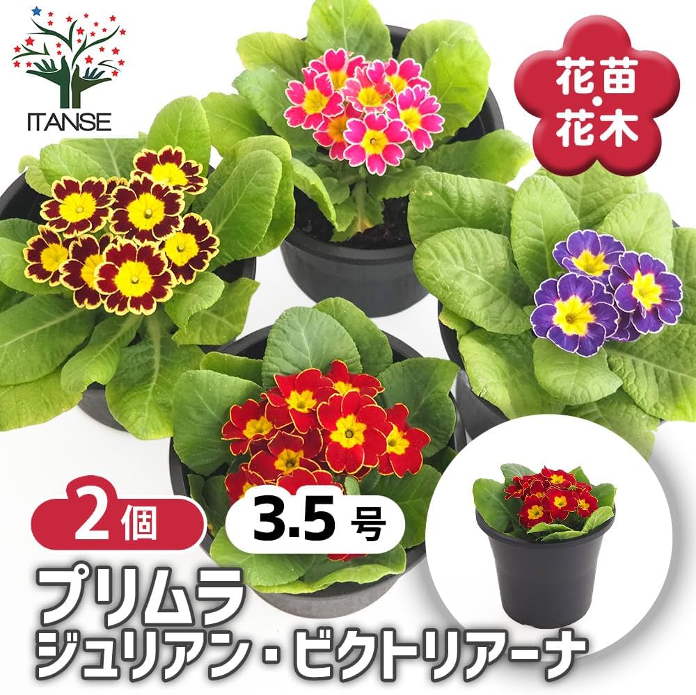 Amazon.co.jp: ITANSE プリムラ ジュリアン・ビクトリアーナ 色