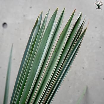 Amazon｜ビスマルキア・ノビリス シルバー7号【品種で選べる観葉植物