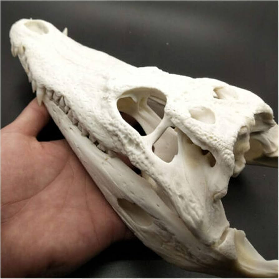 61Pm1xtCBgL._AC_UF894,