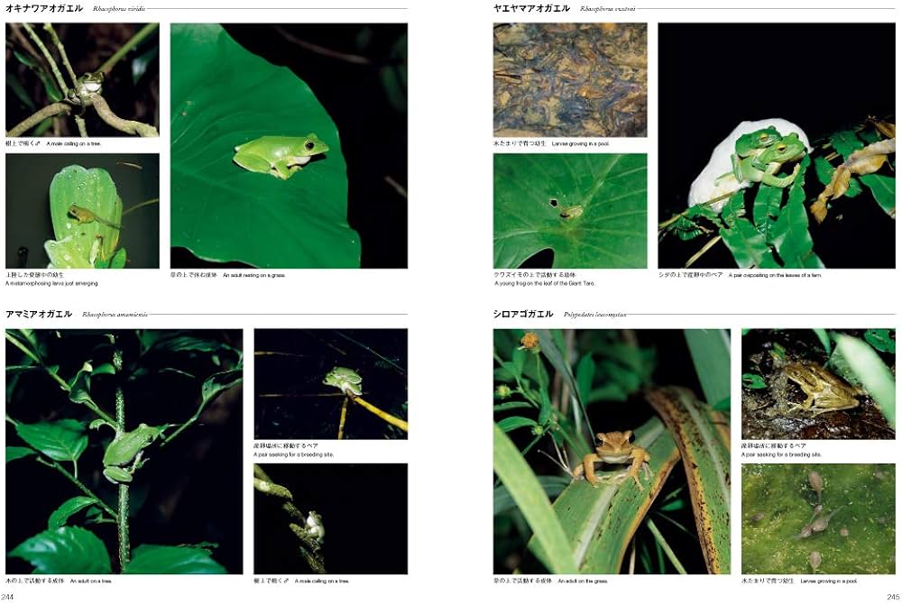 日本産カエル大鑑 | 松井 正文, 前田 憲男 |本 | 通販 | Amazon