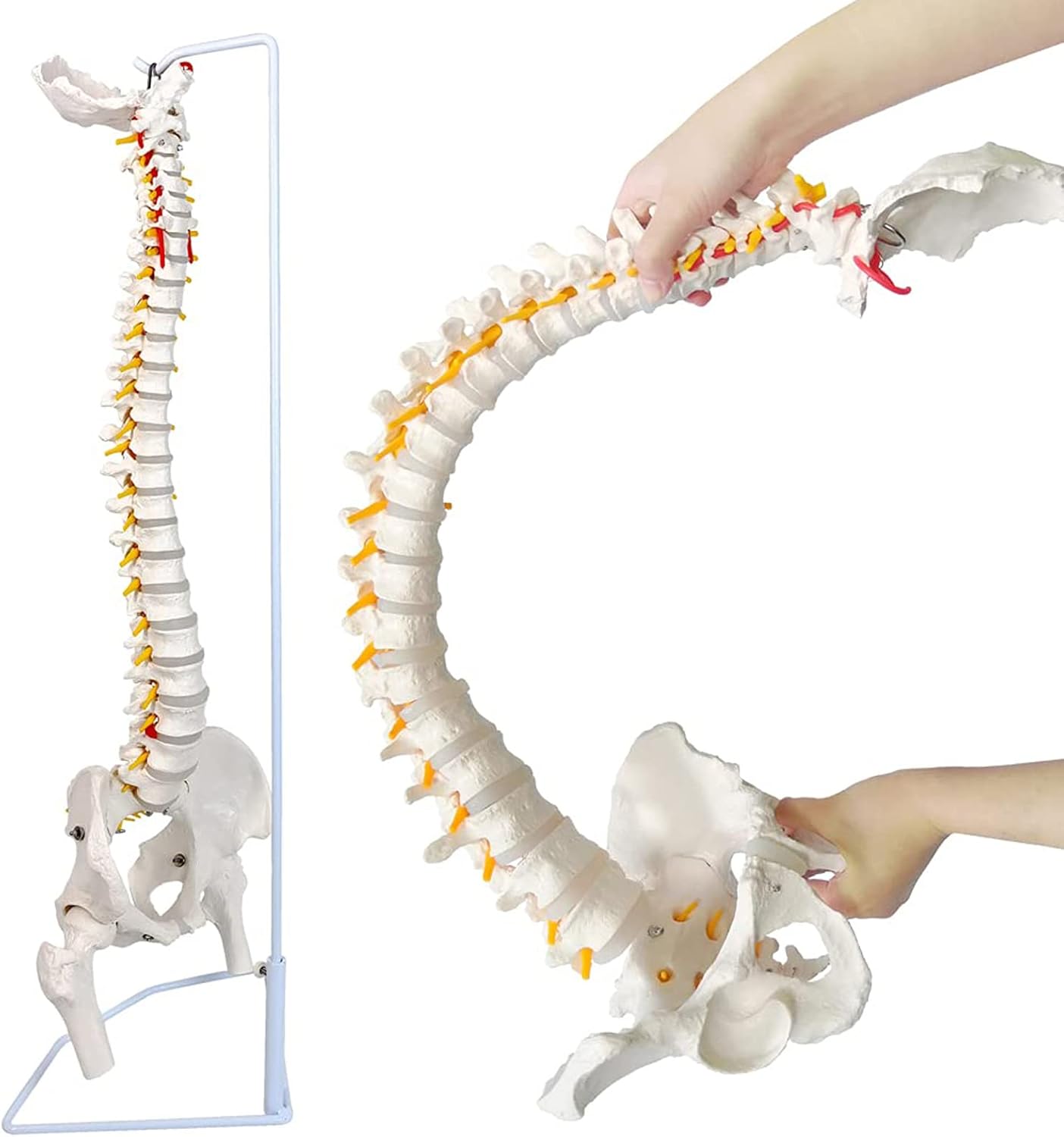 ドイツソムソ社製の脊椎（脊柱）骨格模型 日本カイロプラクティック