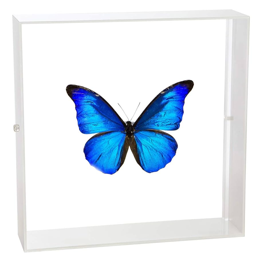 ⚠️トラウター様専用商品⚠️ 昆虫標本 モルフォチョウ 【公式通販】