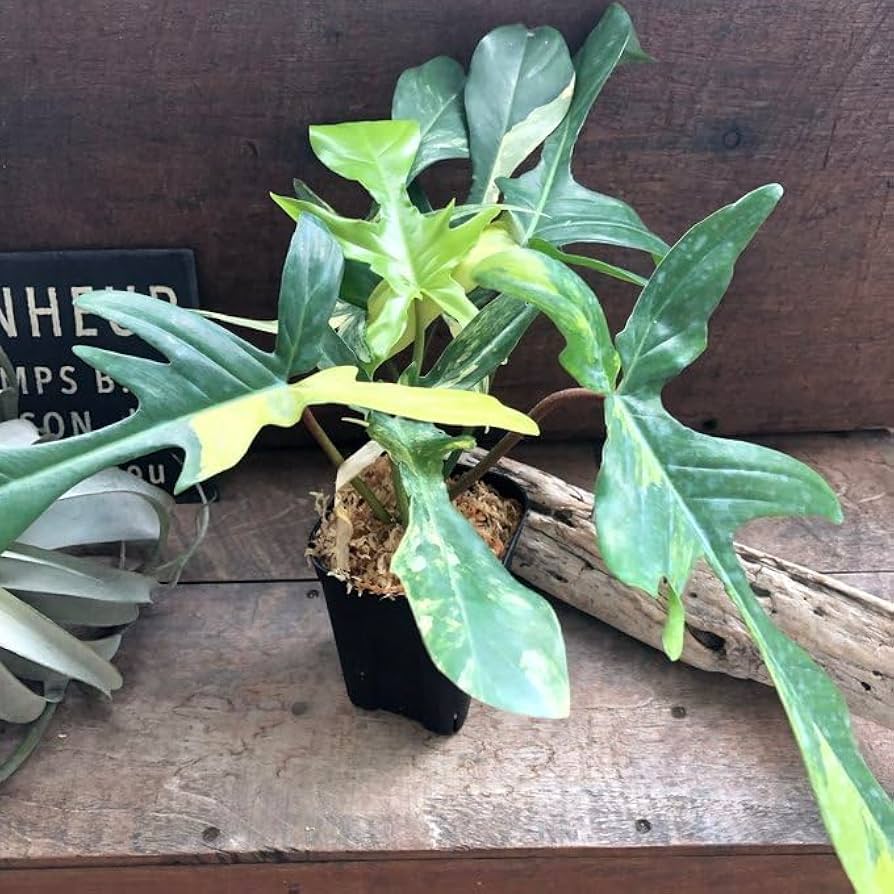 Amazon | 斑入り フィロデンドロン フロリダ ビューティー