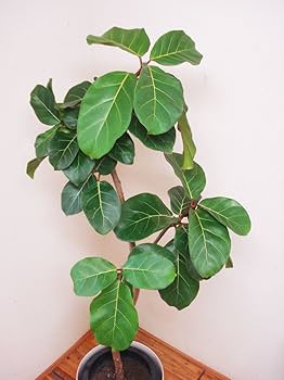 61GERzwVKsL._AC_UF350,