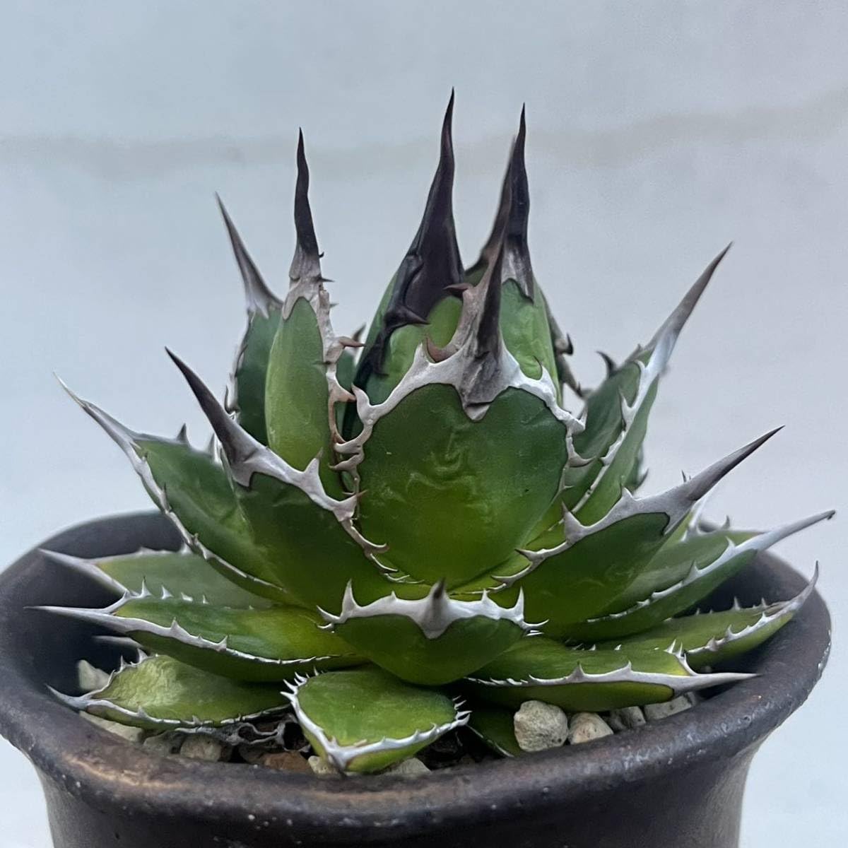 Amazon.co.jp: アガベ ホリダ 実生選抜 特選 コレクション株 強棘