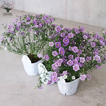 ニーレンベルギア様 リクエスト 4点 まとめ商品 ニーレンベルギア様