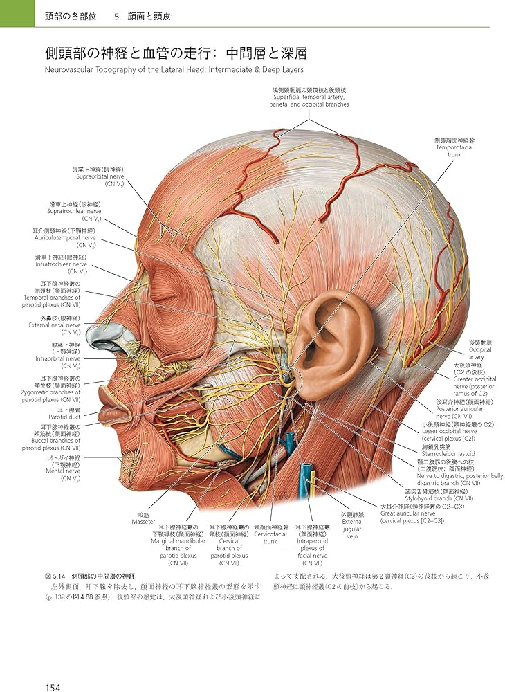 プロメテウス解剖学アトラス 口腔・頭頸部 第2版 | 坂井建雄, 天野修