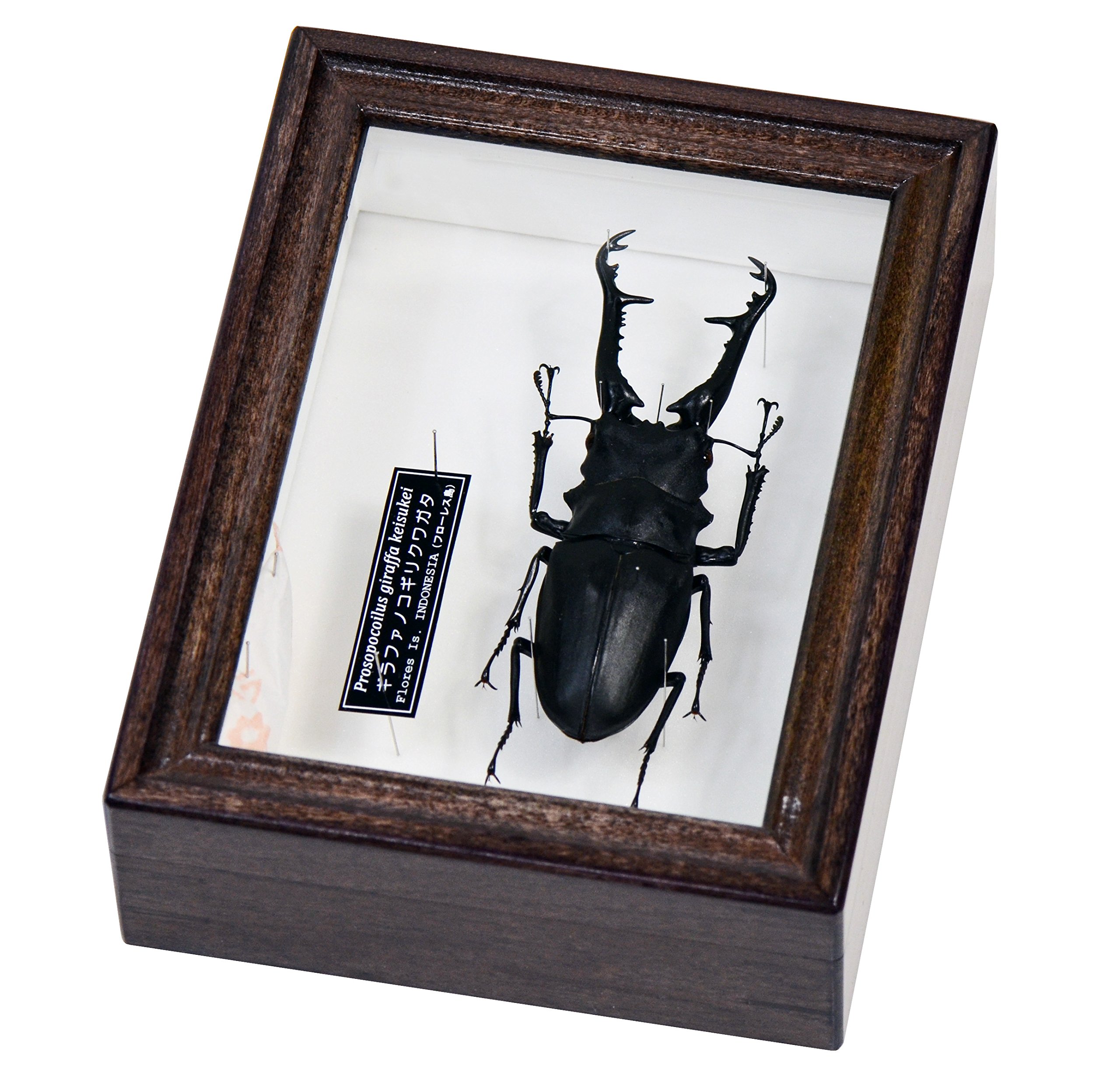 Amazon | 世界最長のクワガタムシ ギラファノコギリクワガタ