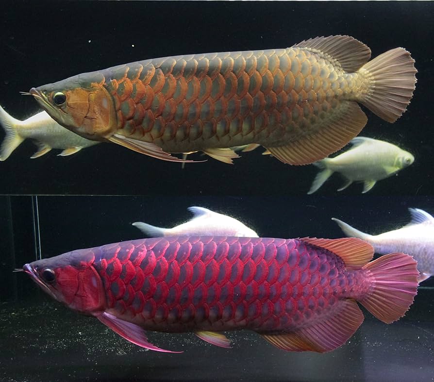 minila/ASK] 煌LED水中LEDライト 120センチ minila/ASK] 煌LED水中LED