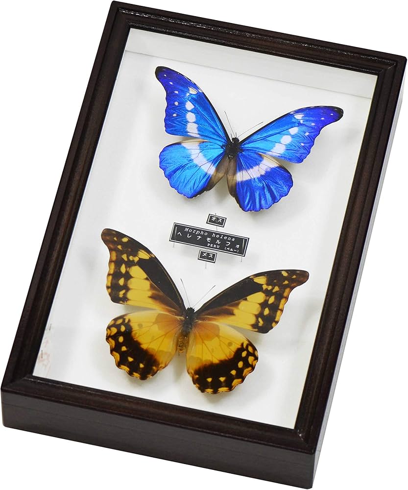 やべべ様 リクエスト 2点 まとめ商品 モルフォ蝶とクワガタの標本セット や