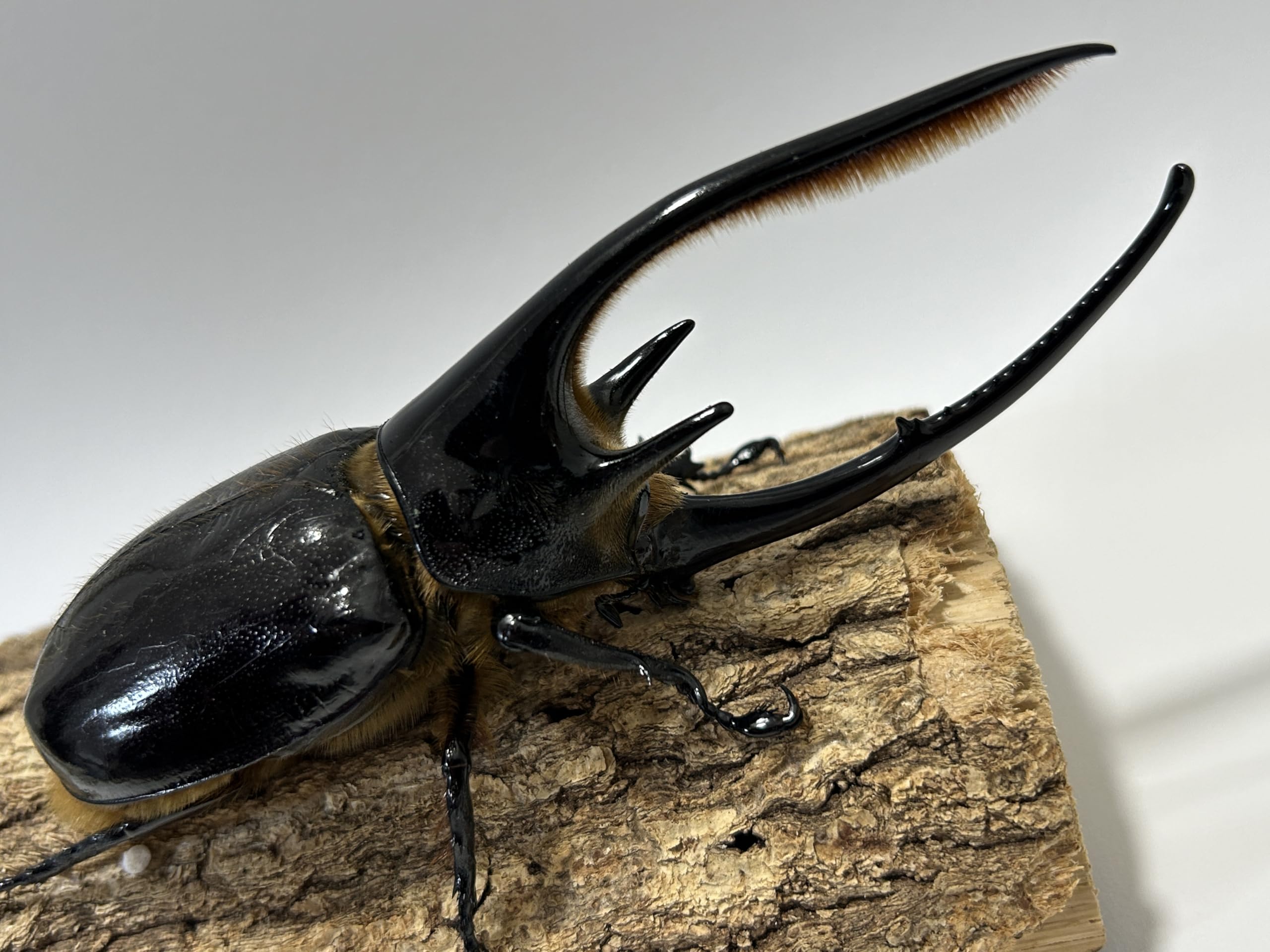 Amazon | 【アートオブヘラクレス】 ネプチューンオオカブト ペア オス