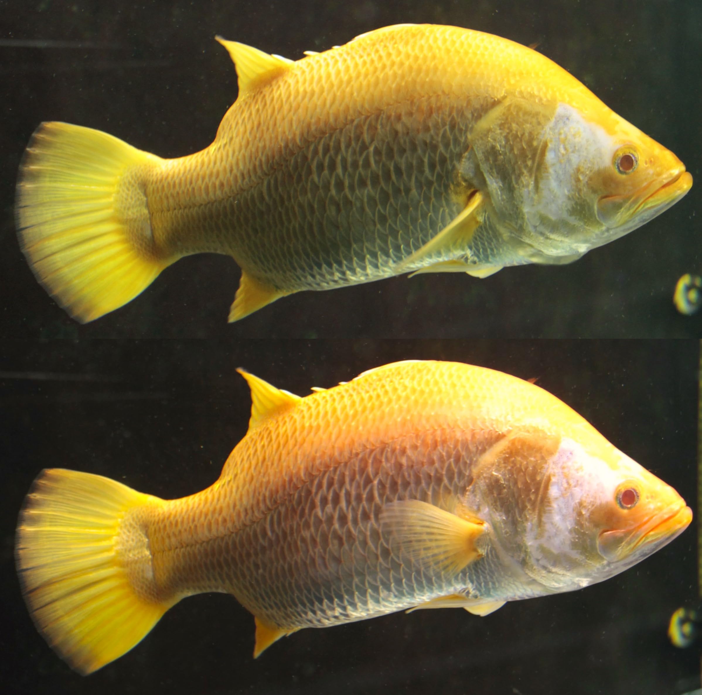 Amazon.co.jp: [minila/ASK] 煌-GOLD- 金龍専用水中LEDライト