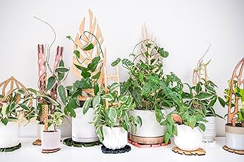 81qVPT7cerL._AC_UF350,