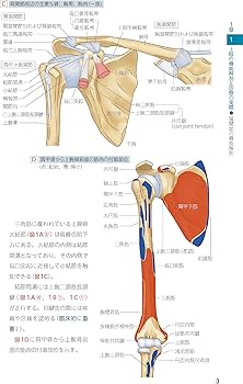 レジデントのための整形外科診療 上肢 -電子版付- | 今谷 潤也 |本
