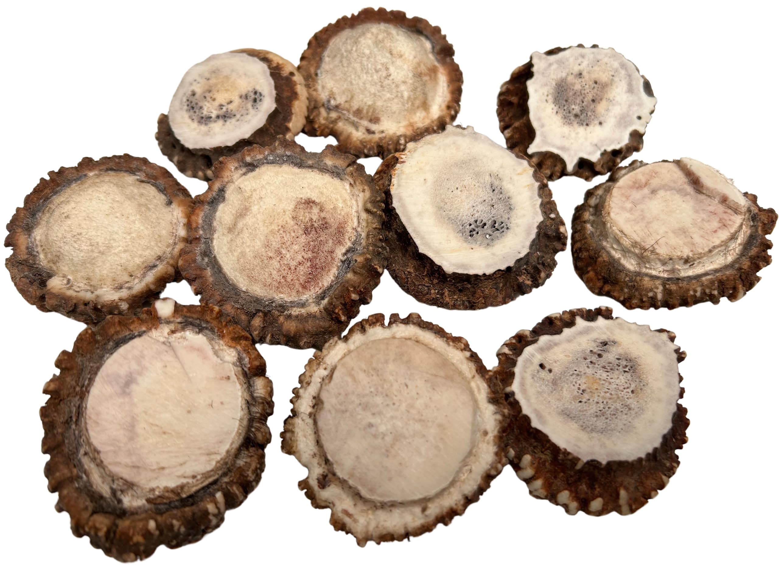 蝦夷鹿の角 10本セット鹿の角 蝦夷鹿 10本セット No.1 鹿の角 蝦夷鹿 10