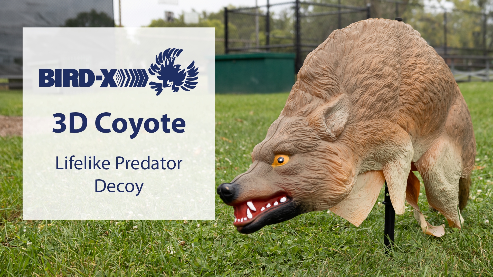 Amazon.com : Bird-X 3D Coyote Decoy, Lifelike Predator Replica